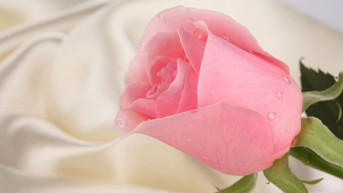 Нежный цветок