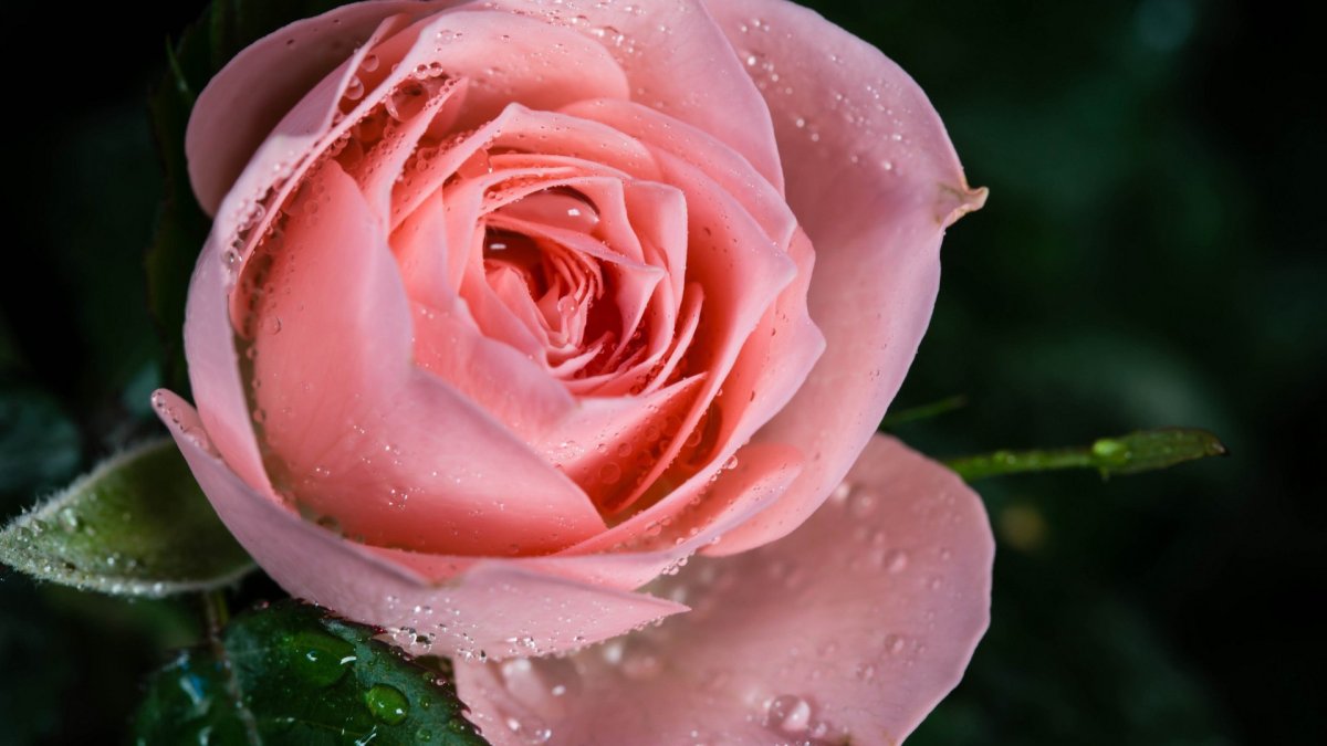 Красивые розы с капельками росы