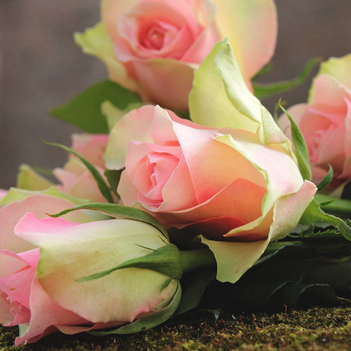 Шикарные цветы