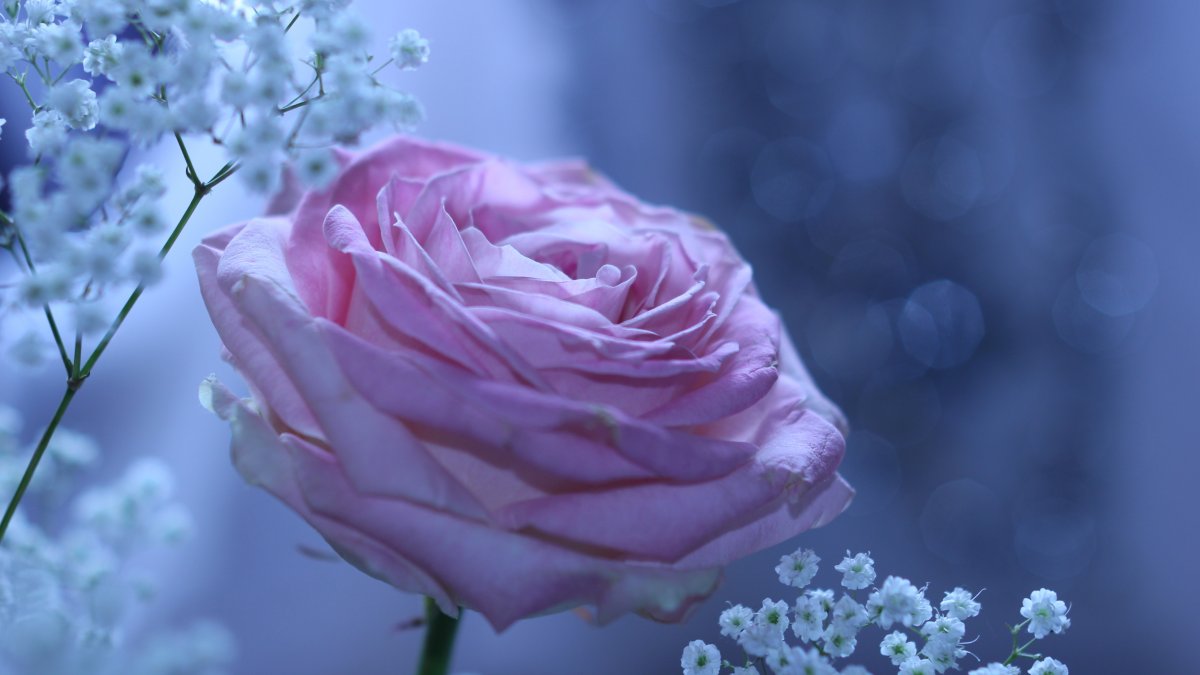 Нежный цветок