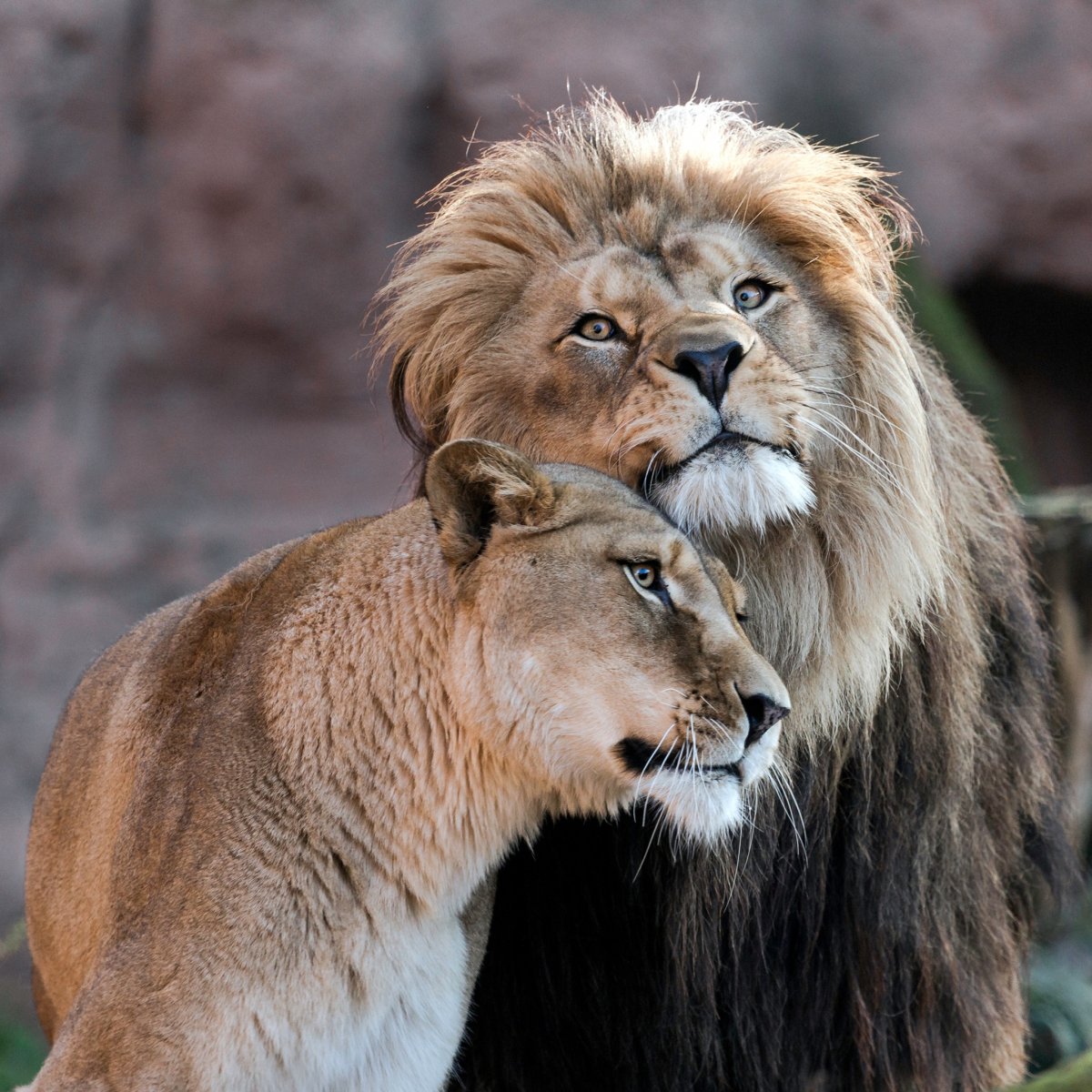 Лев и львица