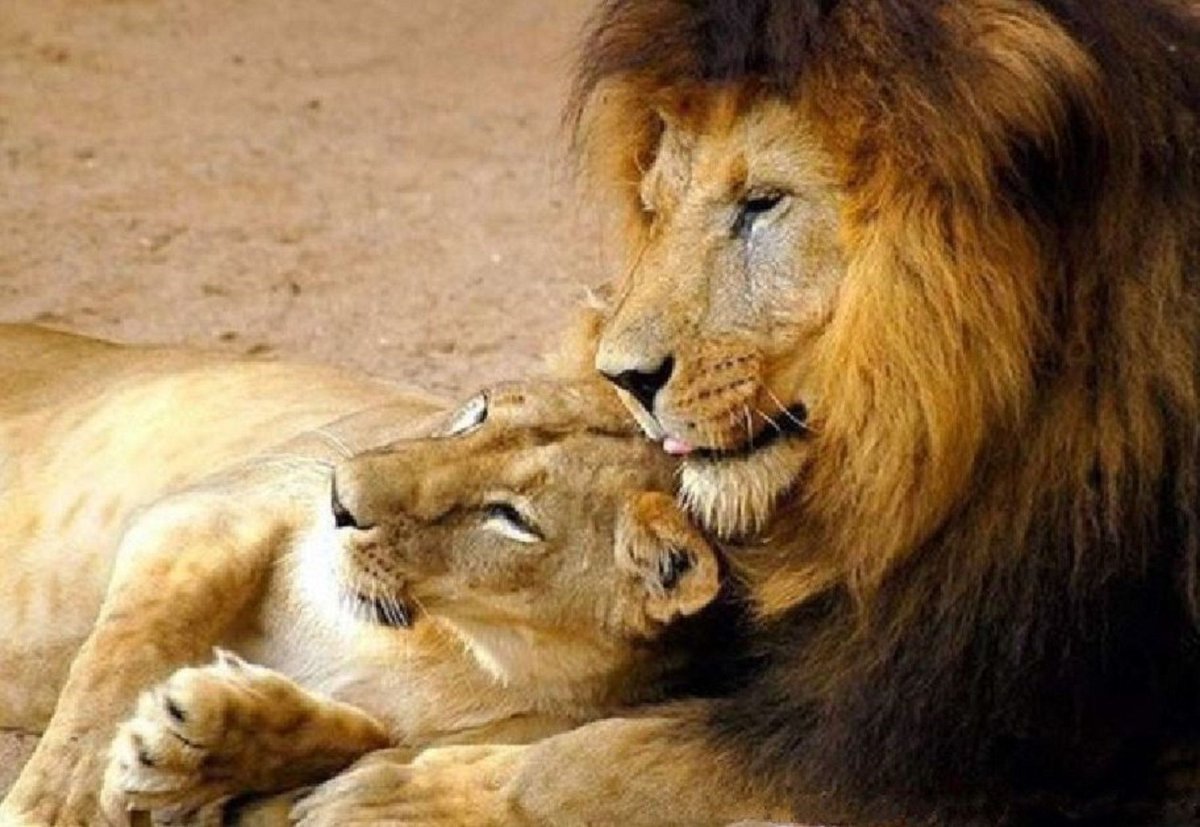 Лев и львица