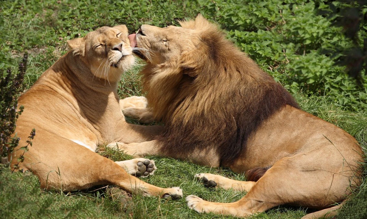 Львы любовь