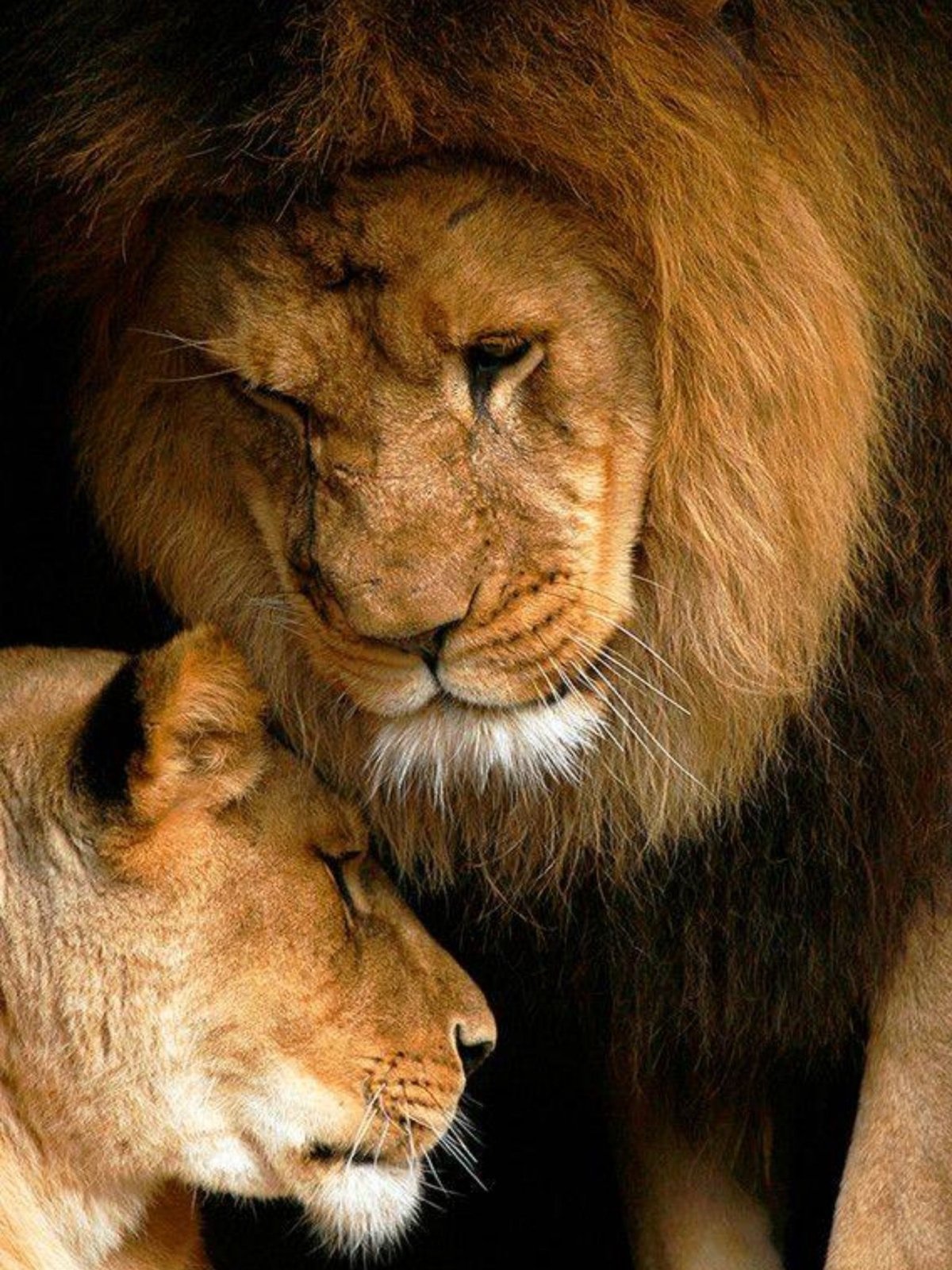 Доброе утро львица