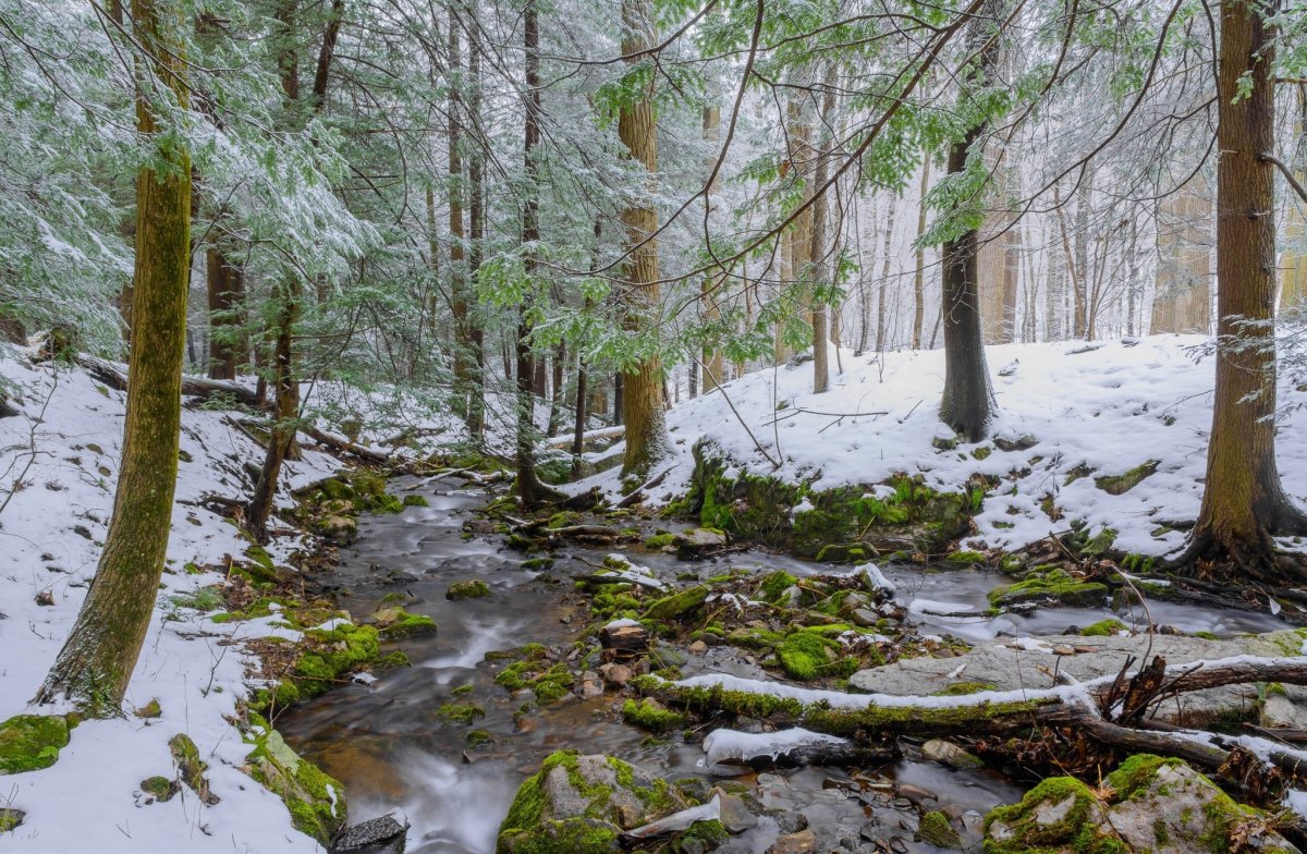 Лес в марте