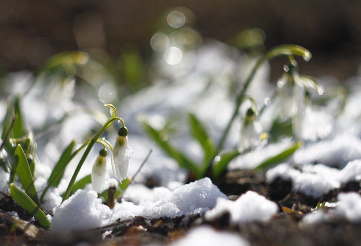 Таяние снега весной