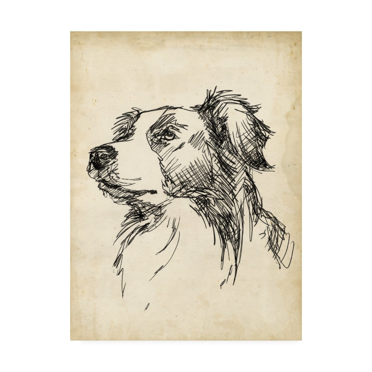 Иллюстрации к собачьему сердцу Булгакова