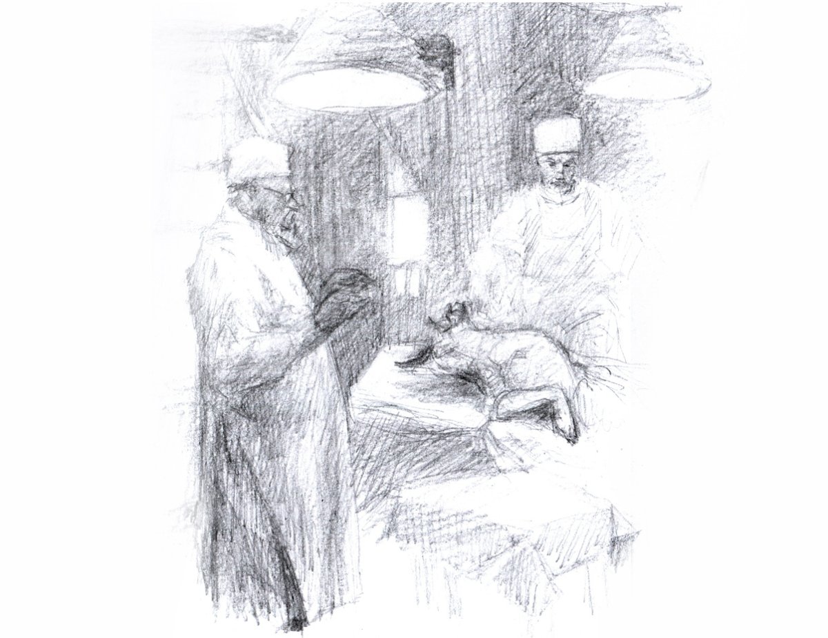 Иллюстрации к собачьему сердцу Булгакова