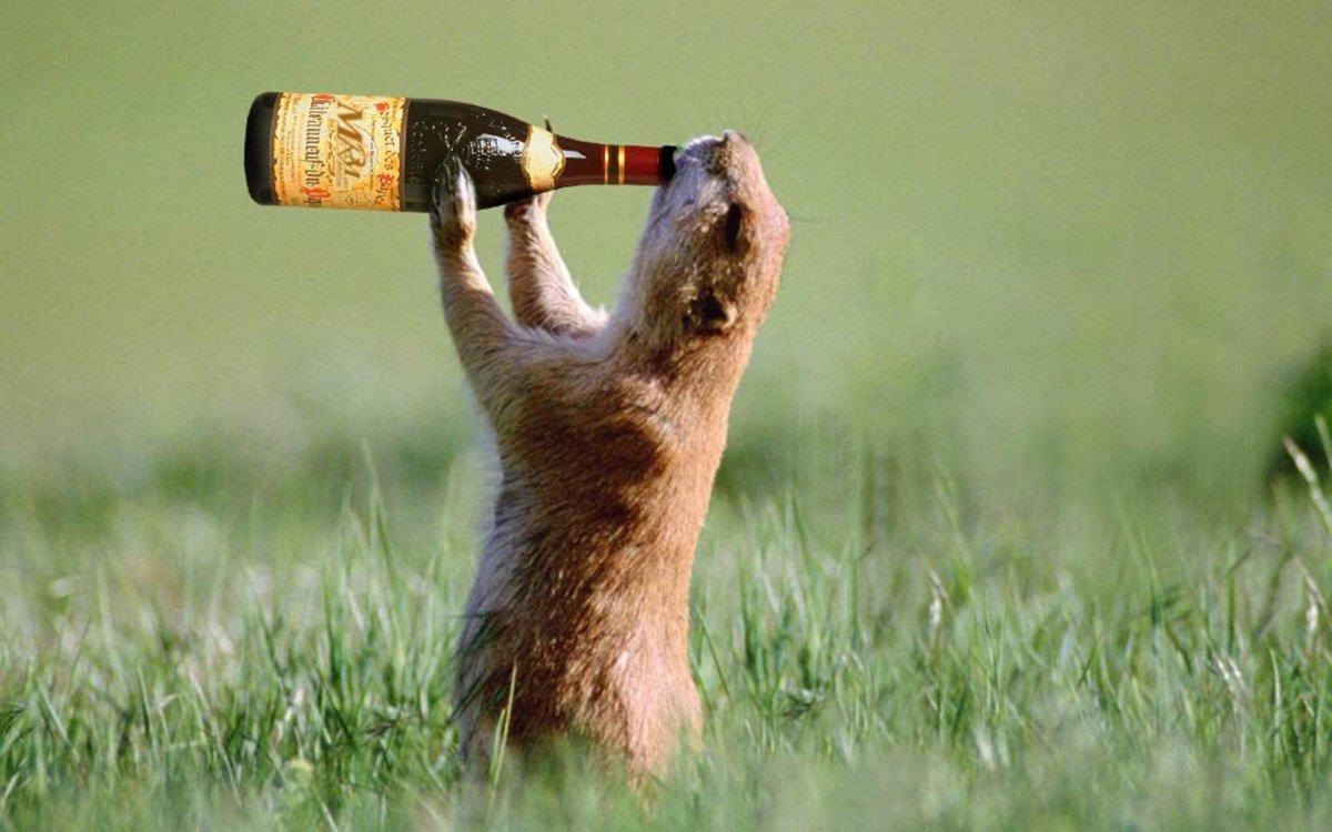 Суслик с пивом