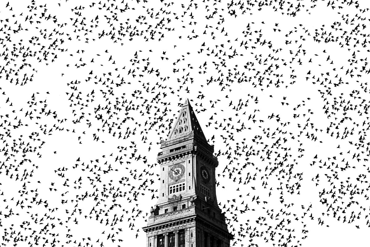 Черно белые рисунки