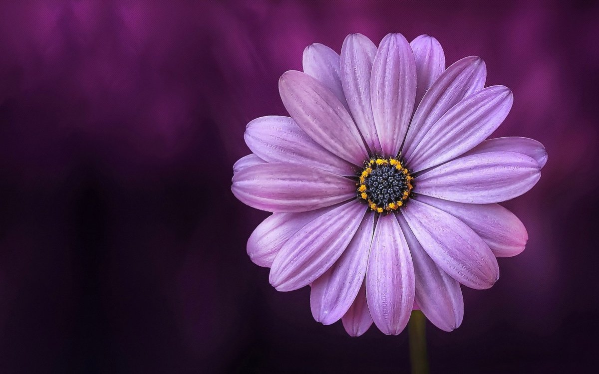 С днём рождения Вероника