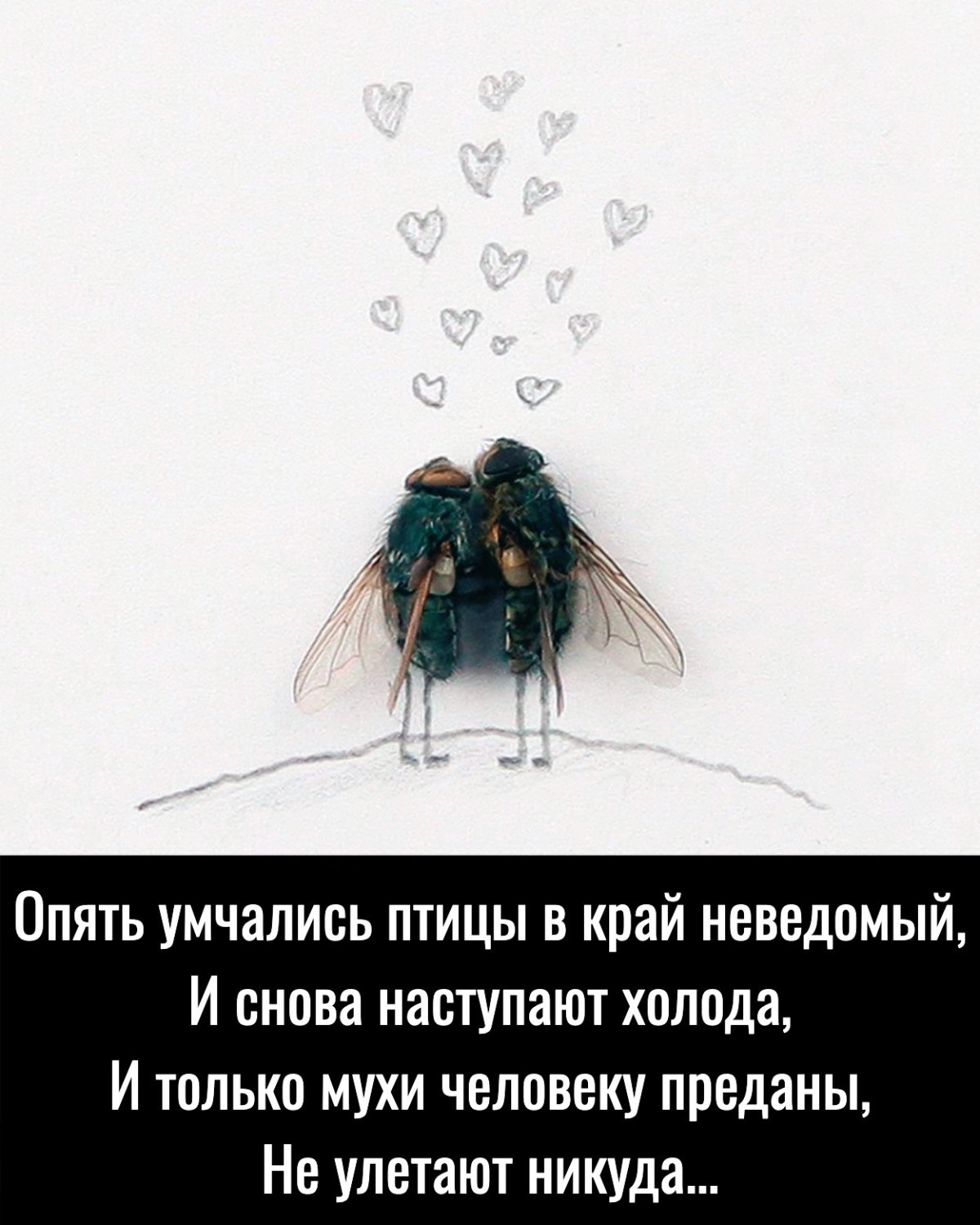 Сонная Муха картинки