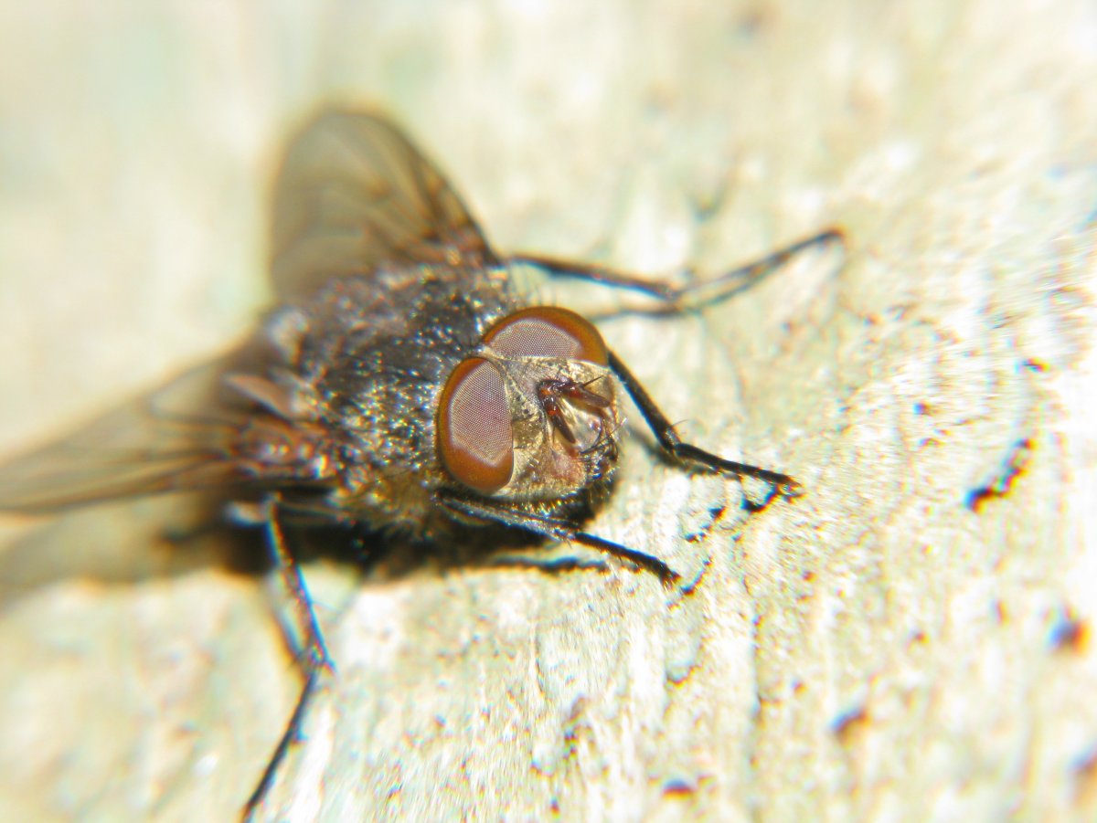 Мемы про мох