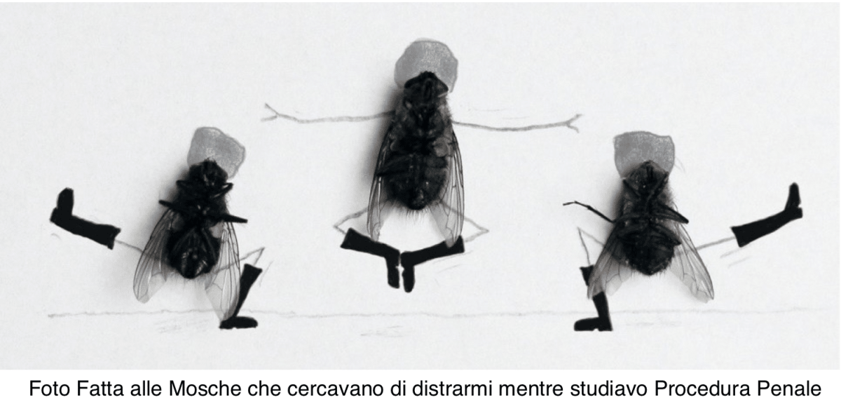 Муха залетела