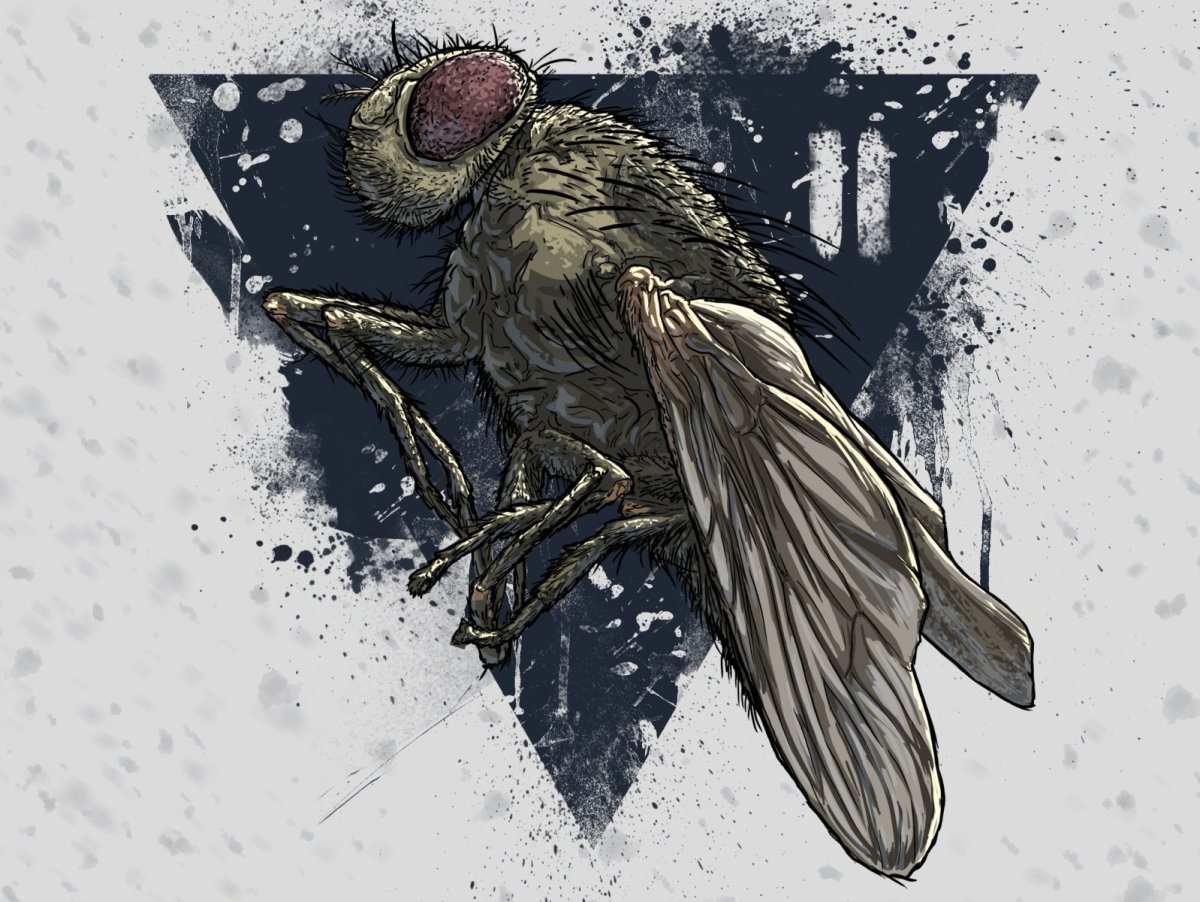 Муха прикол