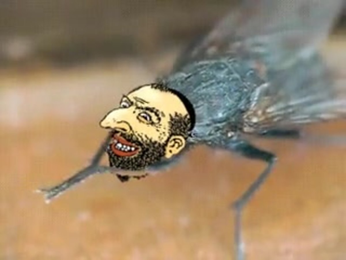 Муха Трет лапки