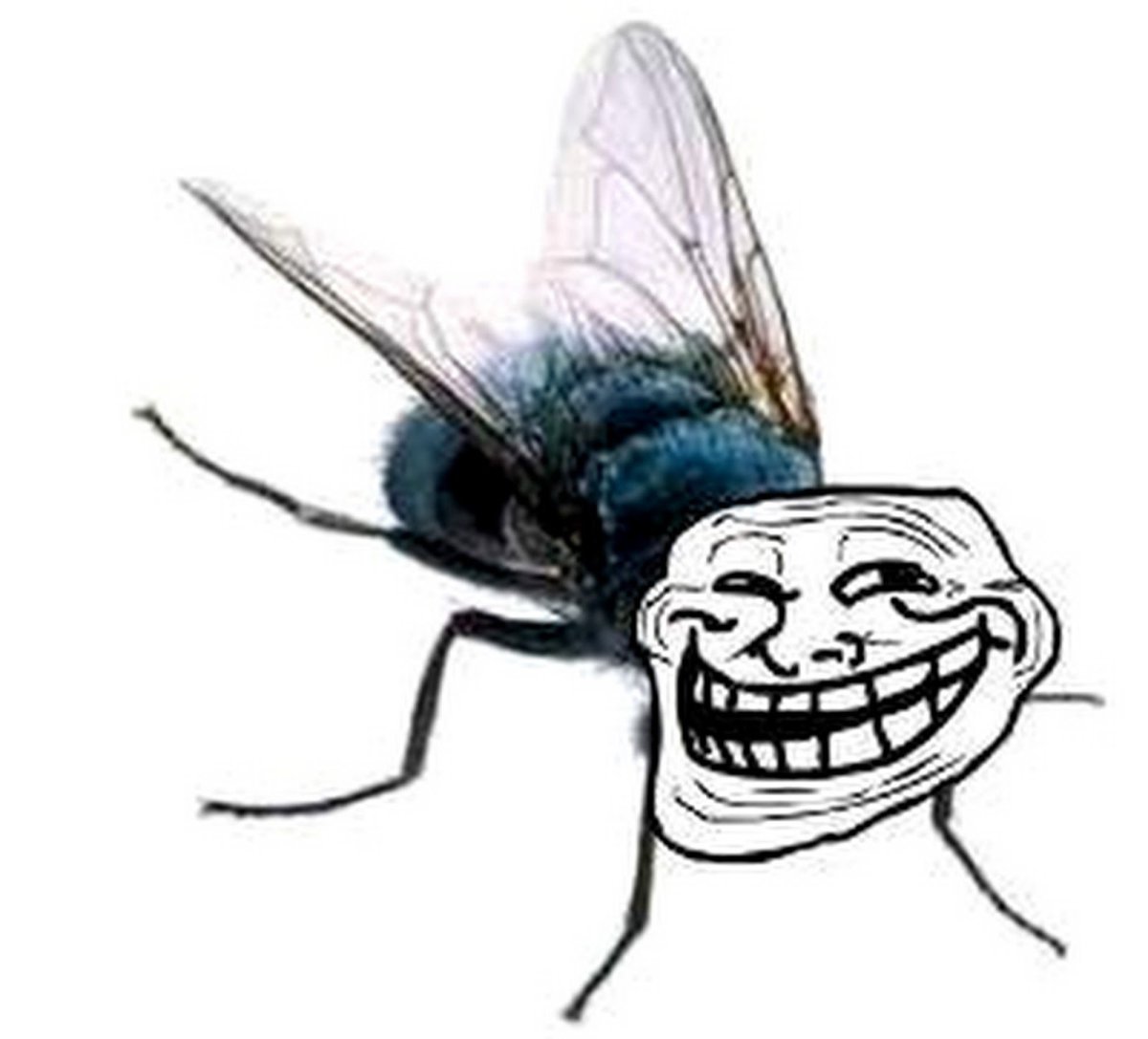 Шутки про мух