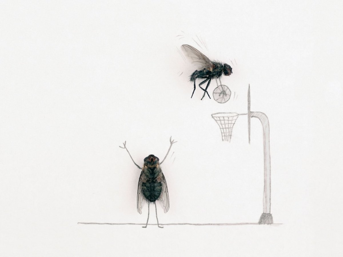 Аватарка с мухой