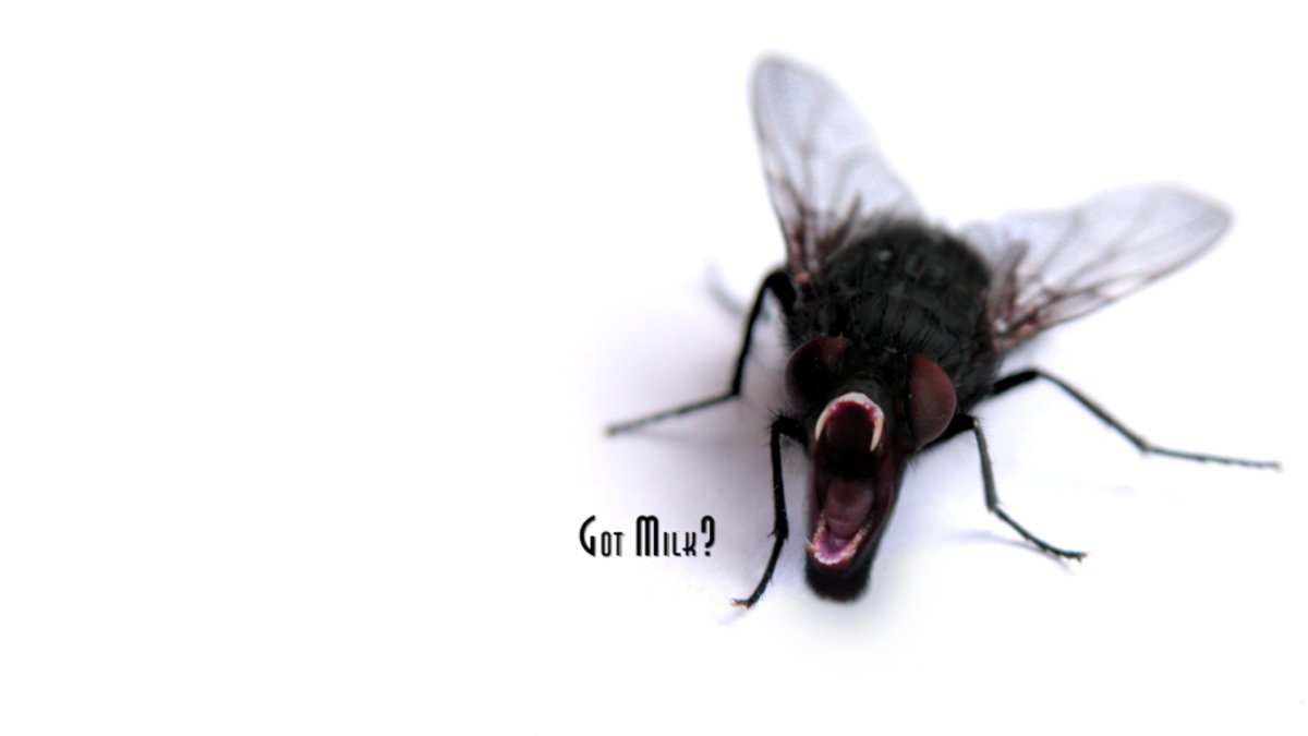 Муха заставка