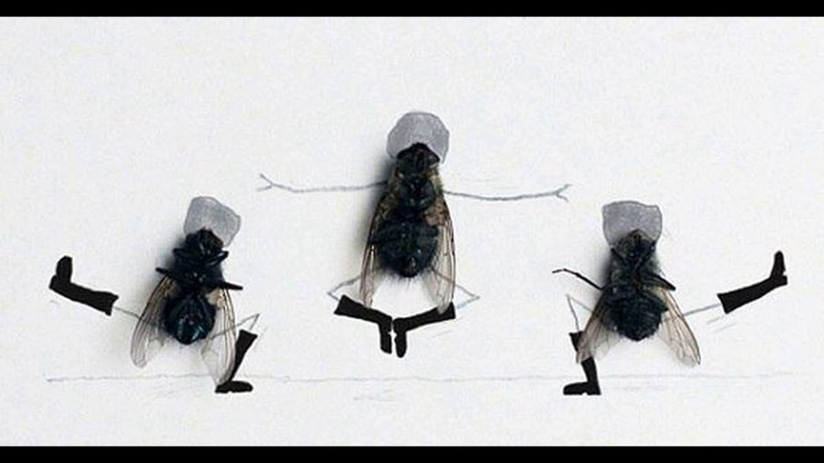 Прикол про муху