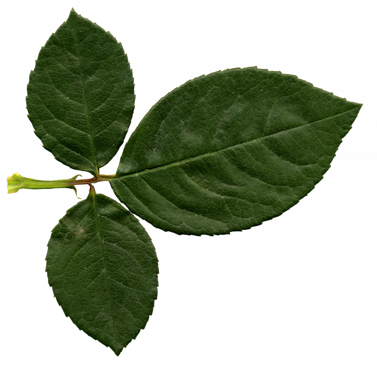 Листья розы