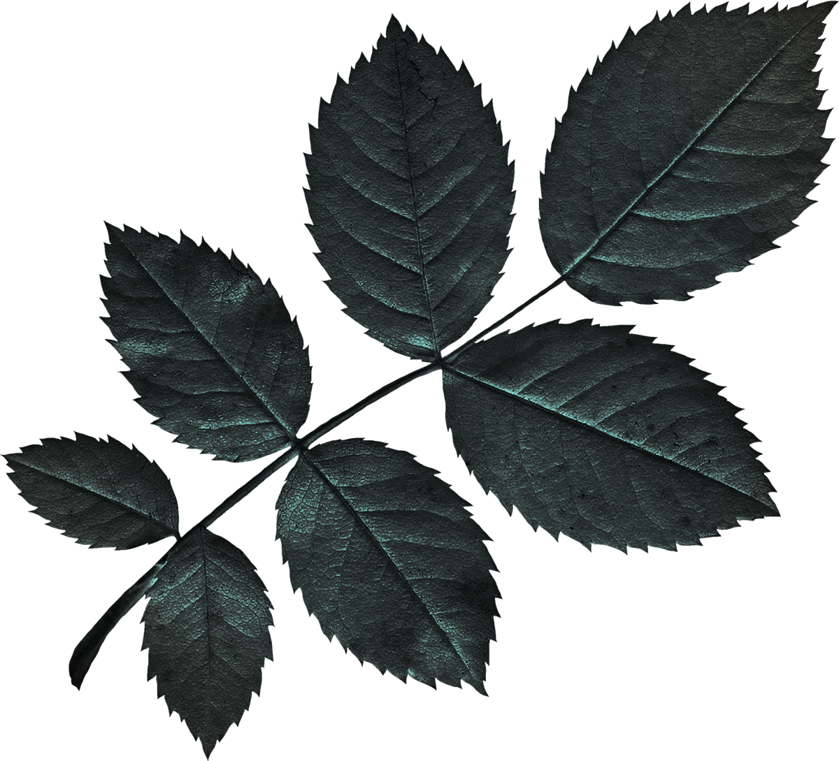 Листья розы