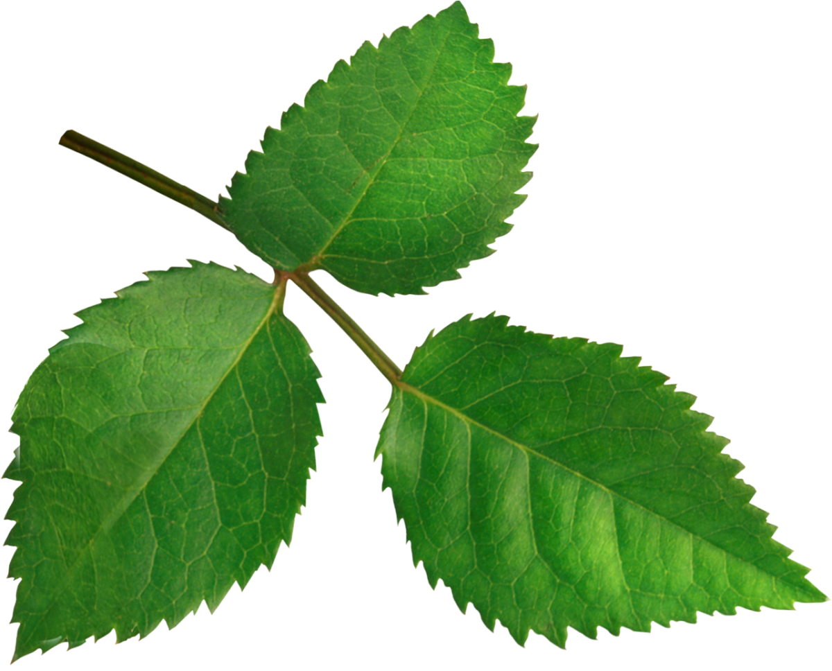 Листик розы