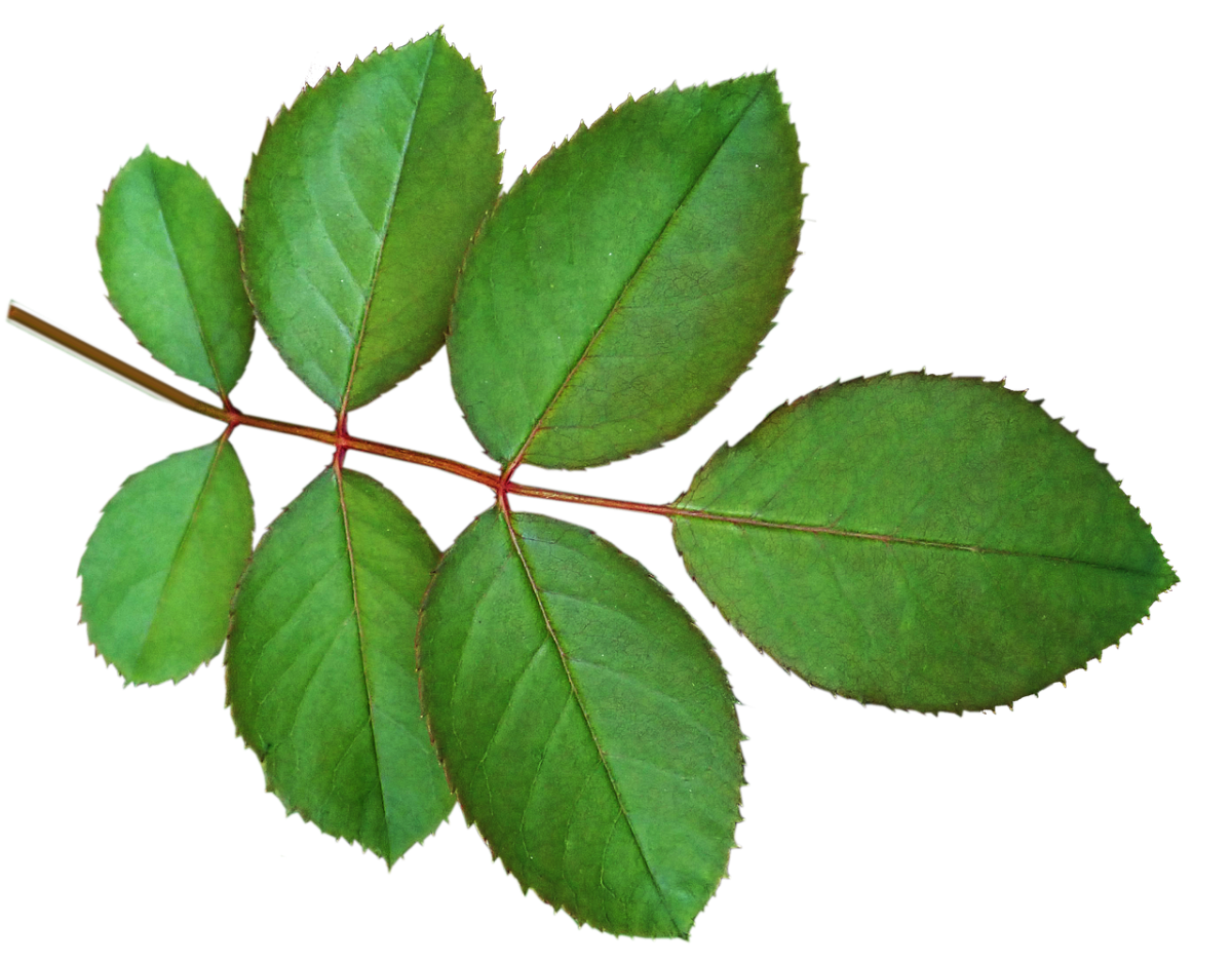 Листья розы рисунок