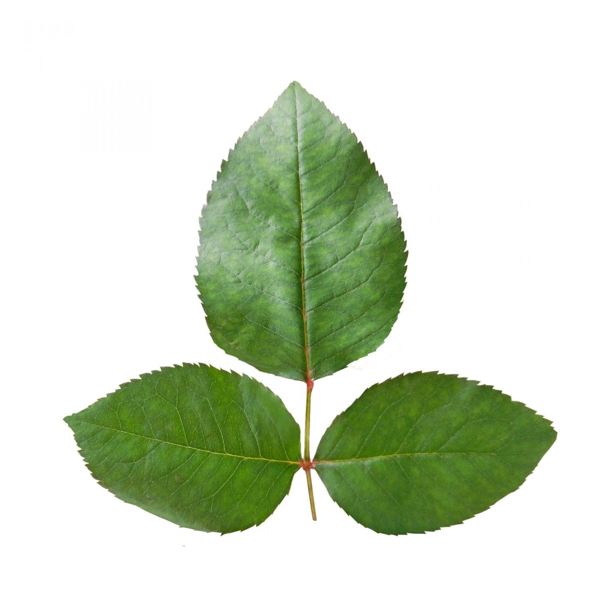 Листок розы