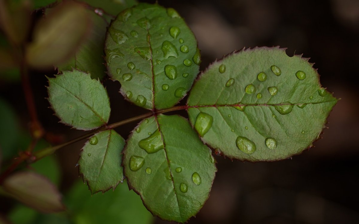 Листья розы