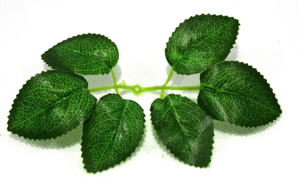 Листья шиповника