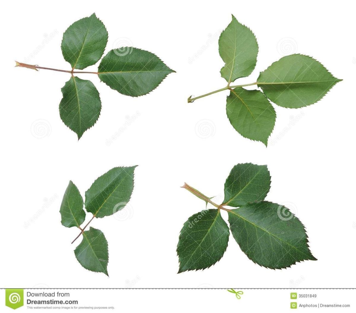 Лист розы характеристика листа