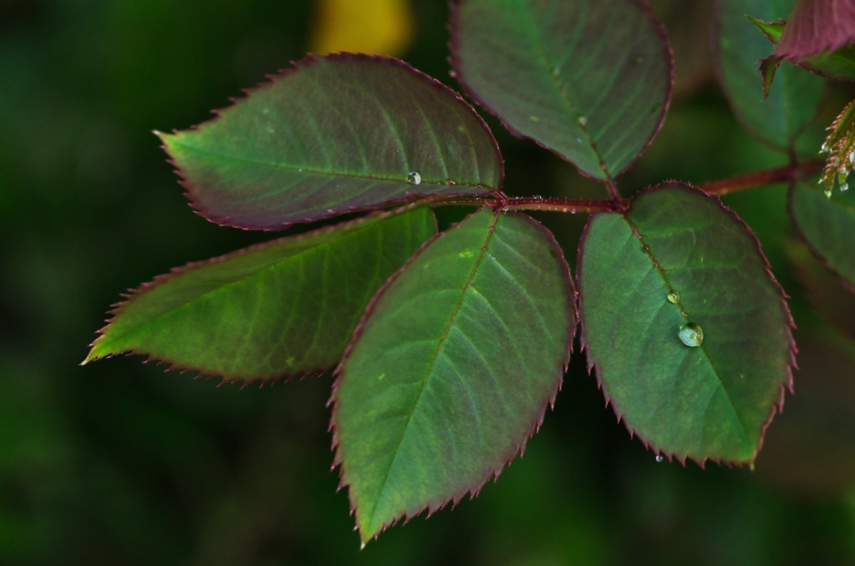 Зелень листья