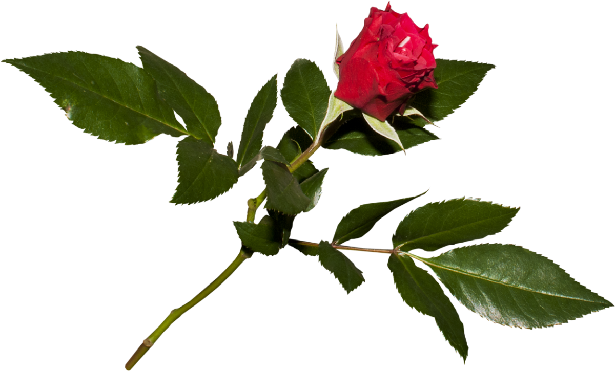 Листок розы