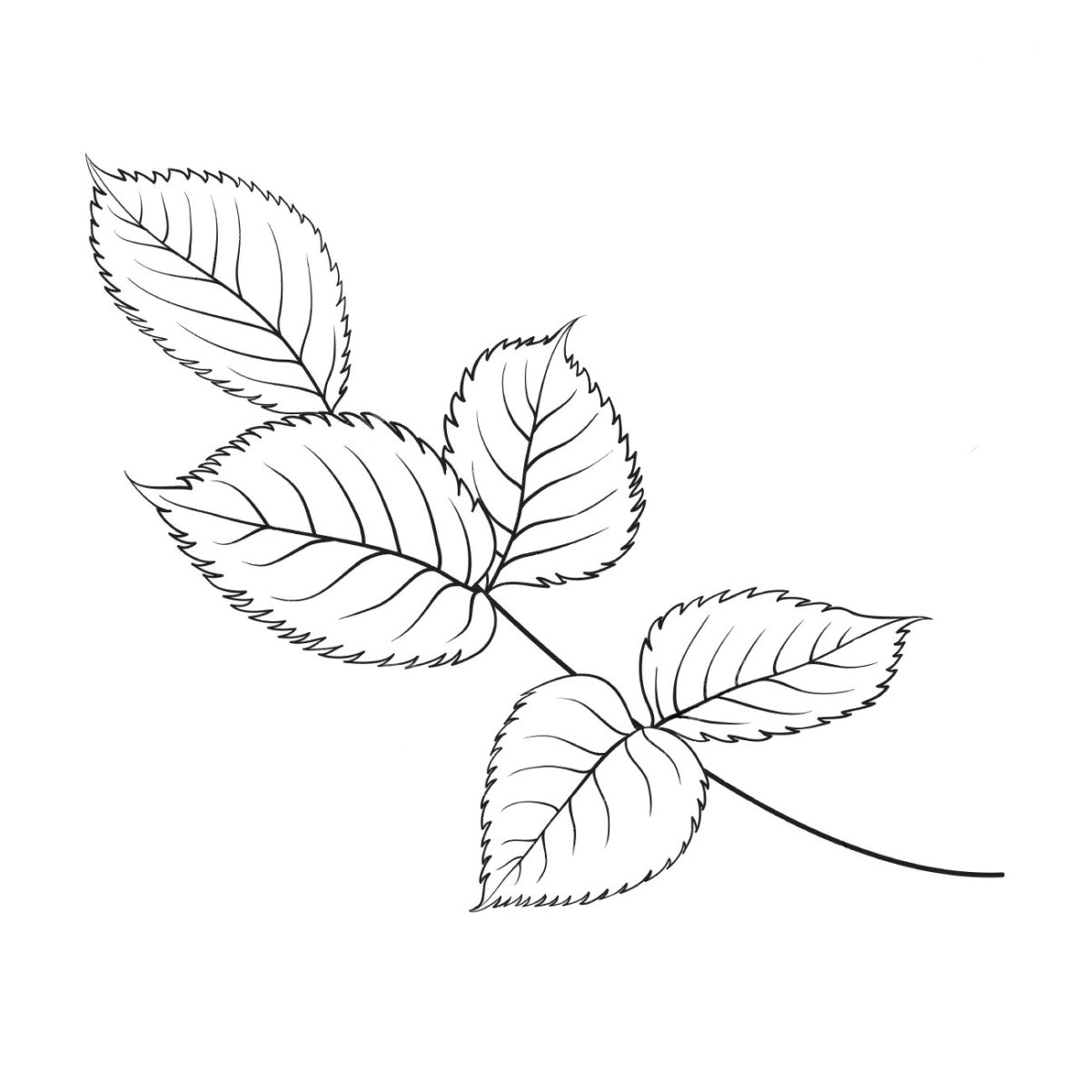 Листик для розы зелень