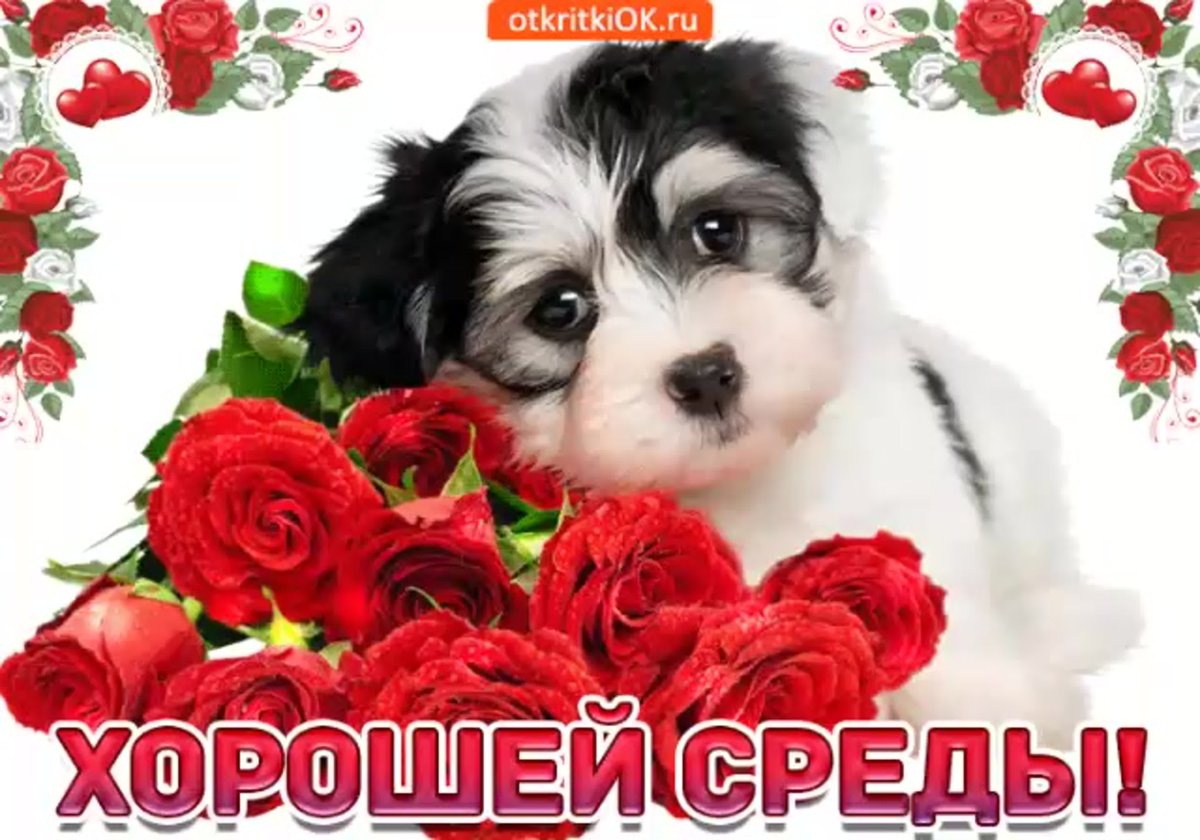 Открытки со средой