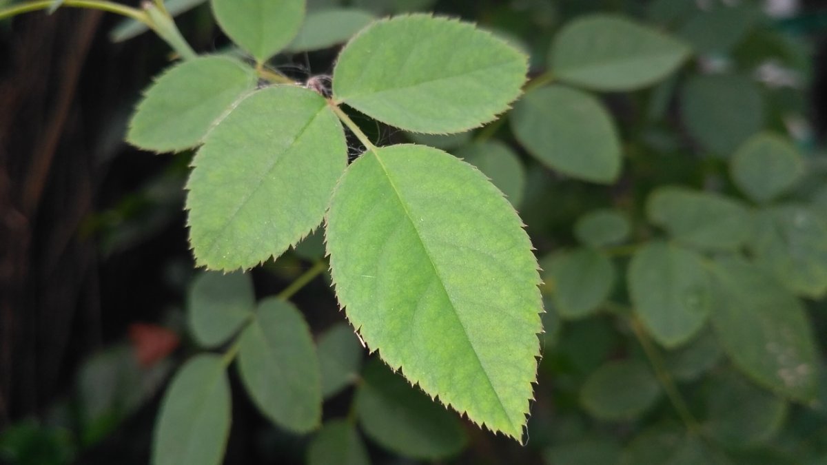 Листик шиповника