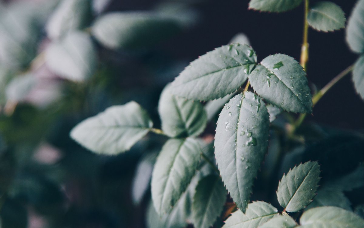 Листья розы на белом фоне