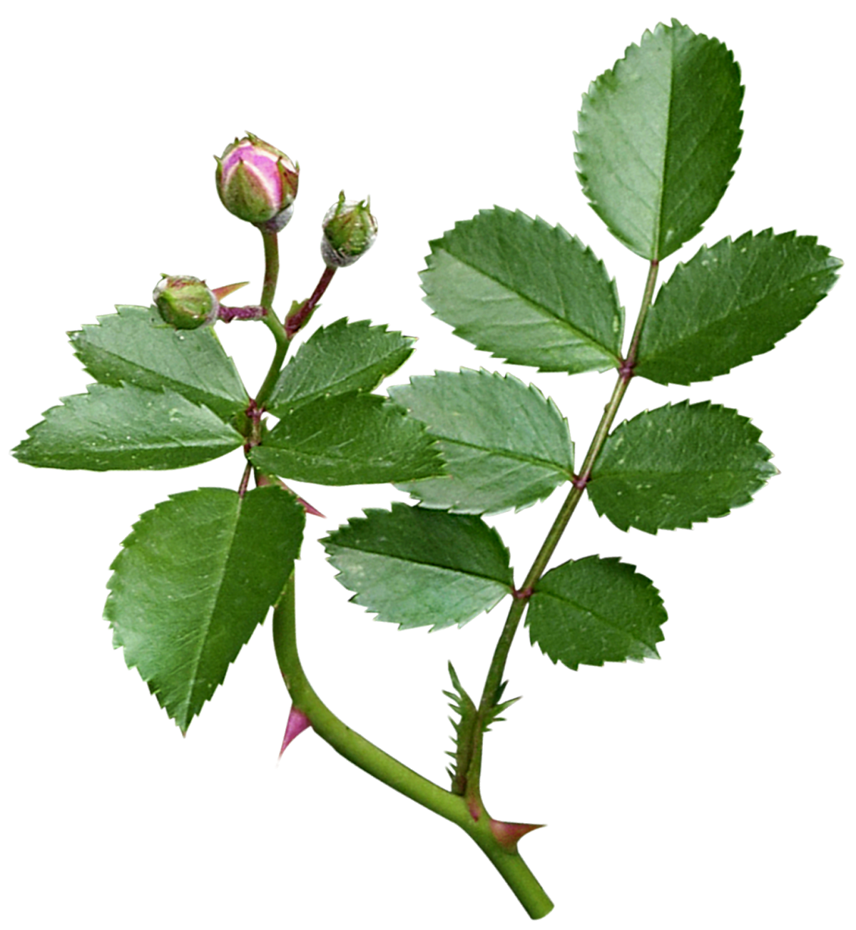 Кустовая роза листья