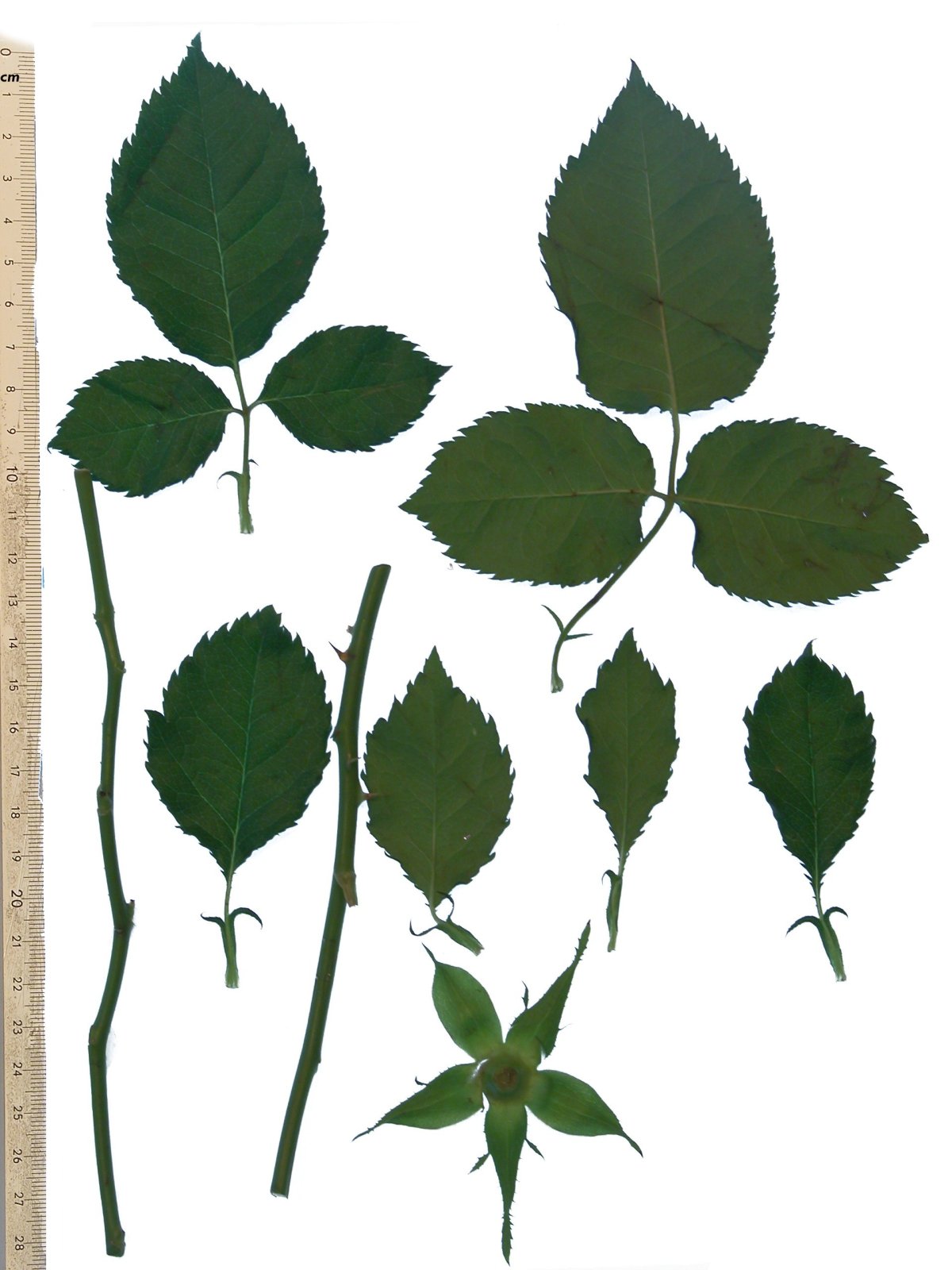 Лист розы референс