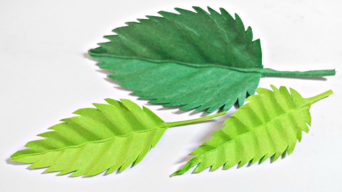 Листья розы