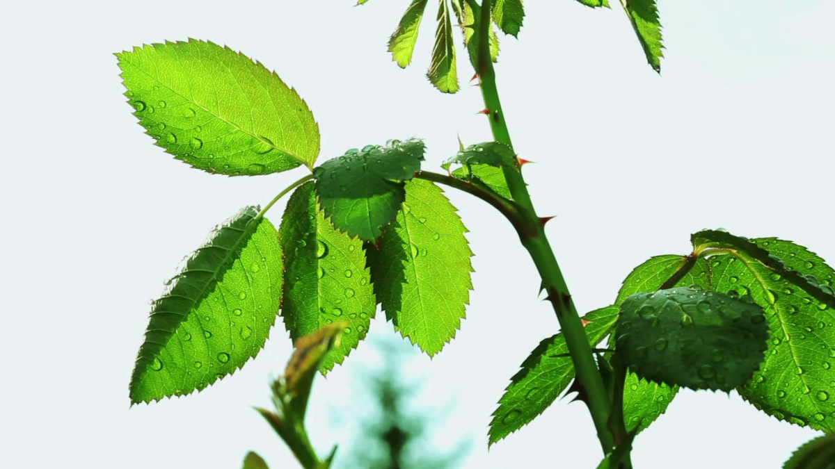 Листок розы на прозрачном фоне
