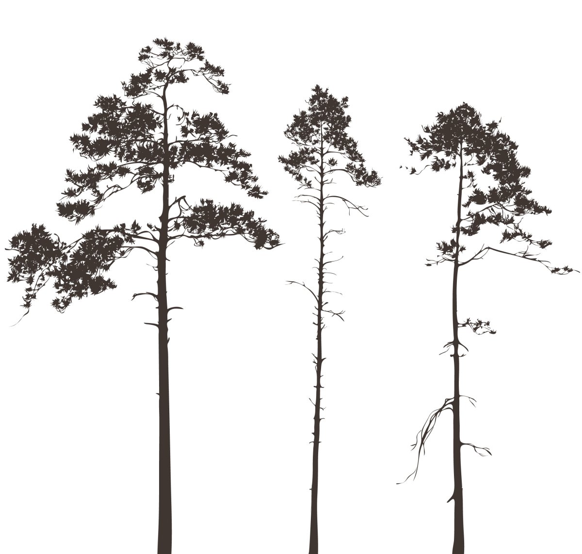 Сосна контур