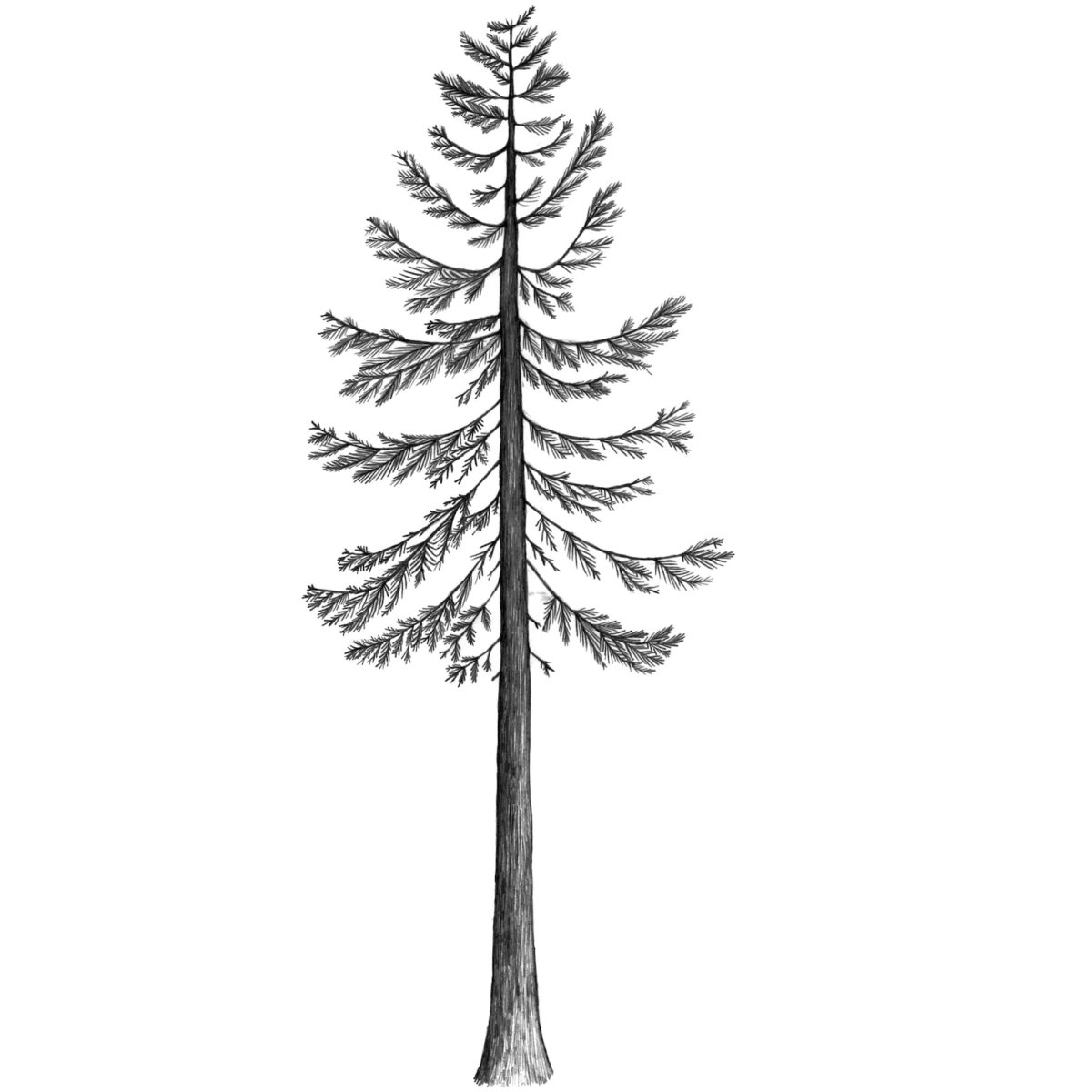 Лиственница карандашом