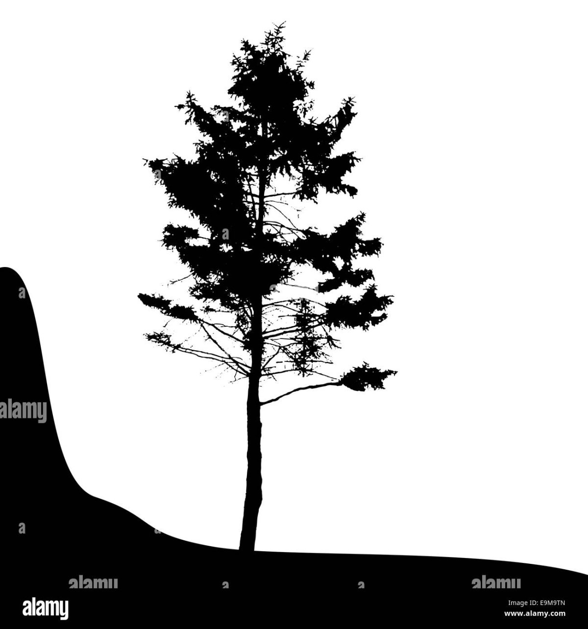 Сухая ель силуэт