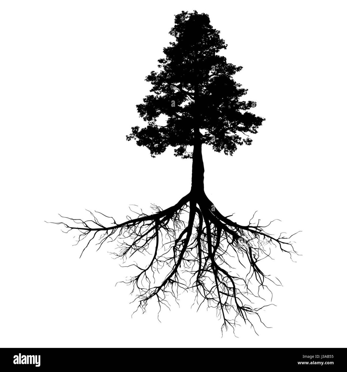 Дерево сосна силует черно белое