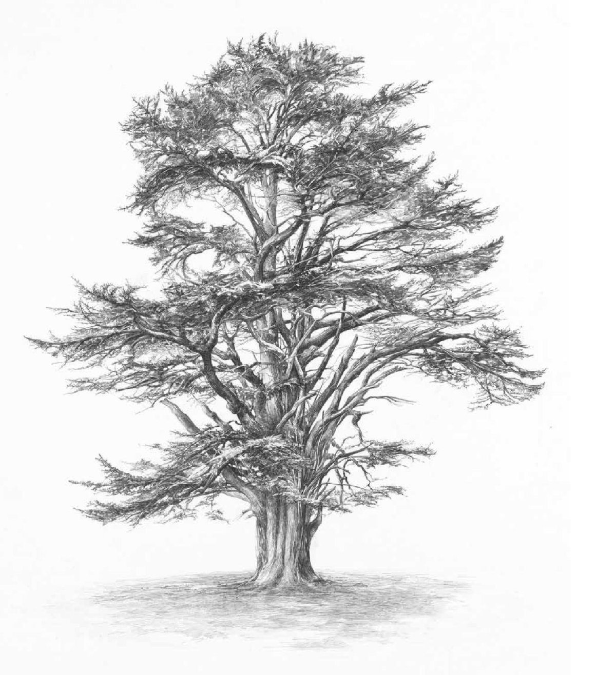 Ствол сосны силуэт