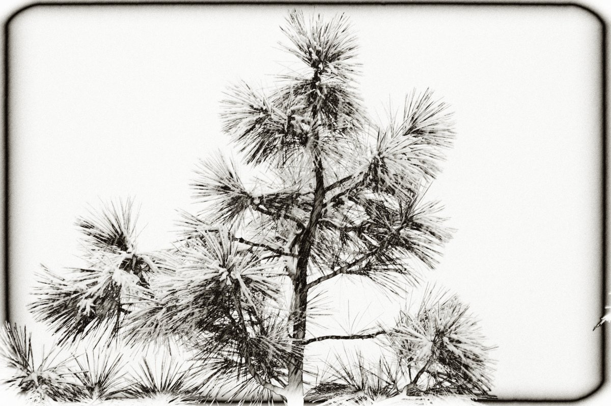 Сосна черно белая