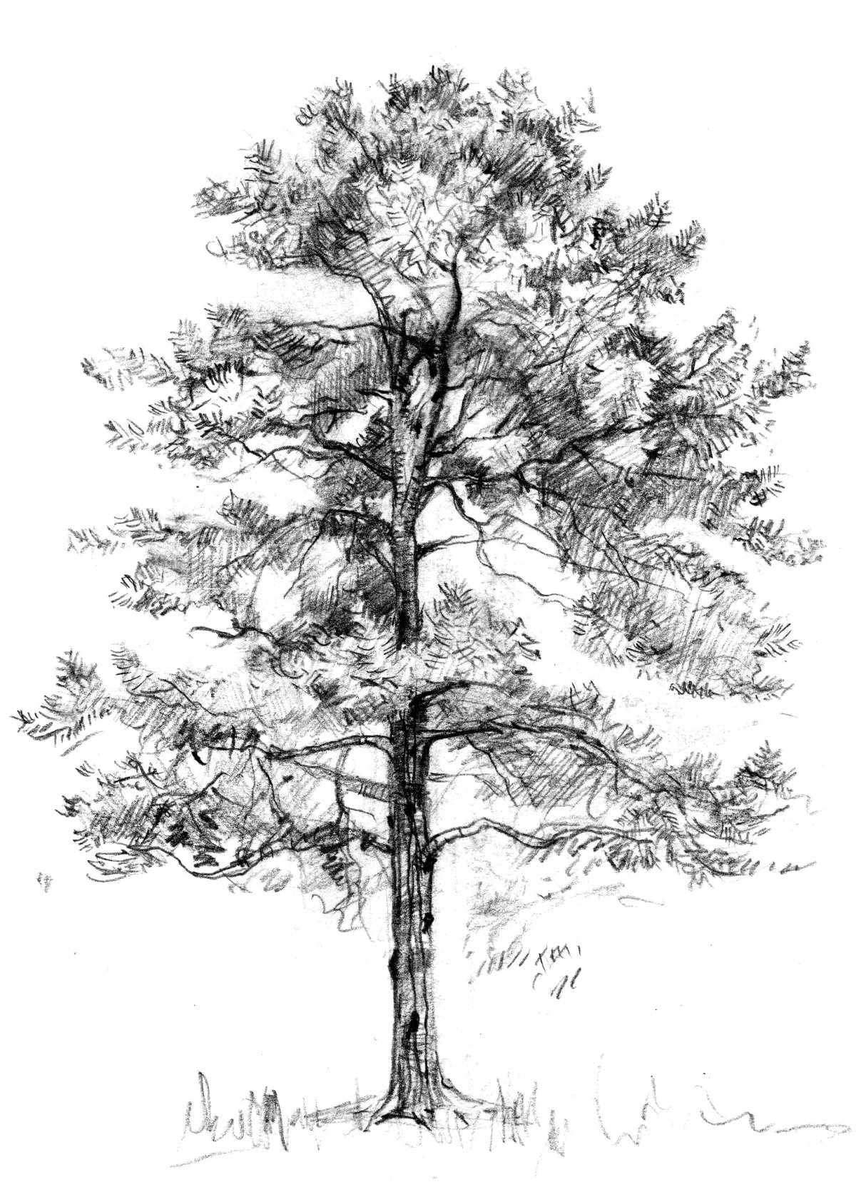 Остров с соснами силуэт