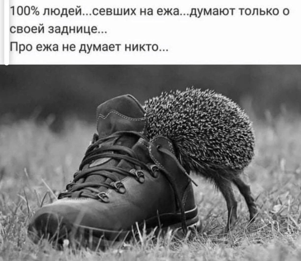 Цитаты с юмором и смыслом